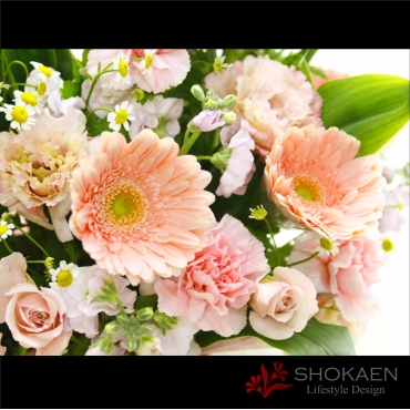一般カテゴリー,【アレンジ858】スワン（LP）,正花園