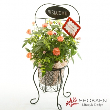 母の日花鉢 ウェルカムチェア Orp レオニー インターネット花キューピット お取り寄せフラワーギフト