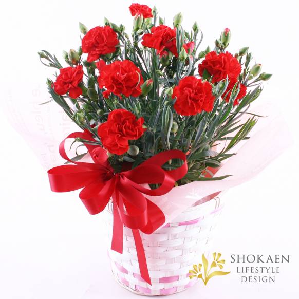 【母の日花鉢】プレミアムカーネーション（R）一般カテゴリー