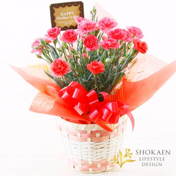 【母の日花鉢】プレミアムカーネーション（P)一般カテゴリー