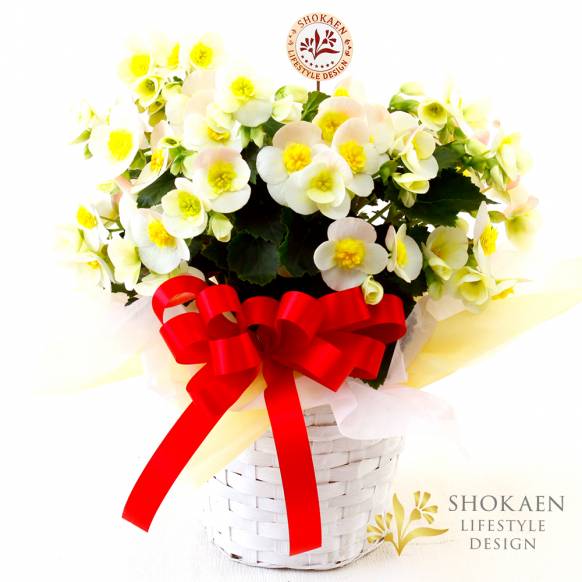 【母の日花鉢】ベゴニア（ヴァレンティーノホワイト）一般カテゴリー