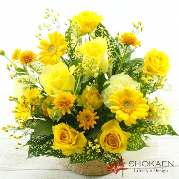 【アレンジ861】トロワロス（Y）一般カテゴリー