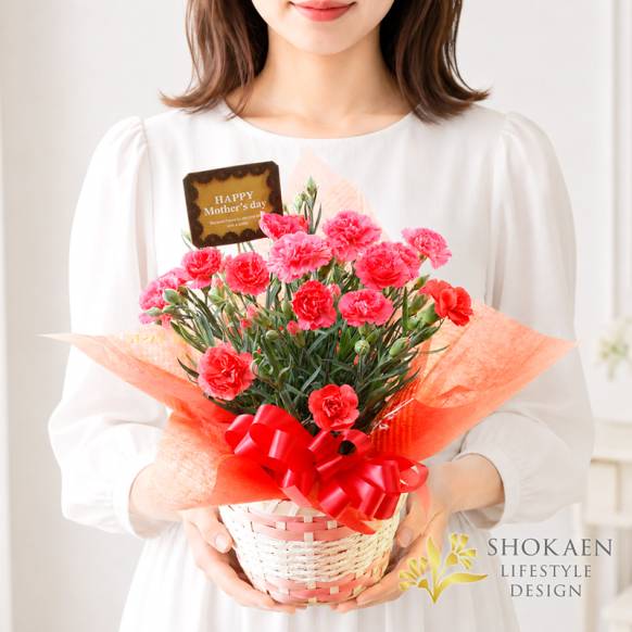 【母の日花鉢】プレミアムカーネーション（P)一般カテゴリー
