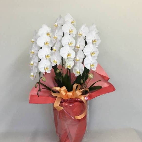 季節のお花のミニブーケ