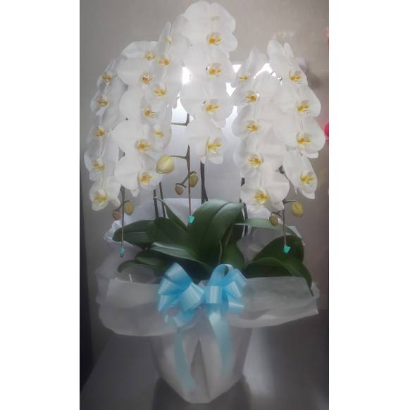 胡蝶蘭　生花　完品 胡蝶蘭 白 5本立ち75輪程度 生花｜ お祝いギフトなら胡蝶蘭専門店