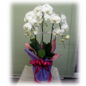 一般カテゴリー,胡蝶蘭,フラワーショップ花豊