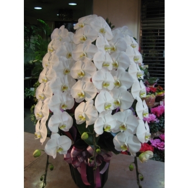 胡蝶蘭３本立＜ピンク系ラッピング＞