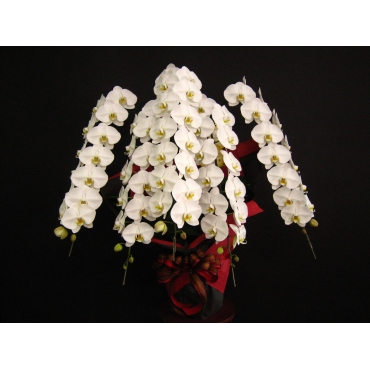 胡蝶蘭３本立＜ピンク系ラッピング＞