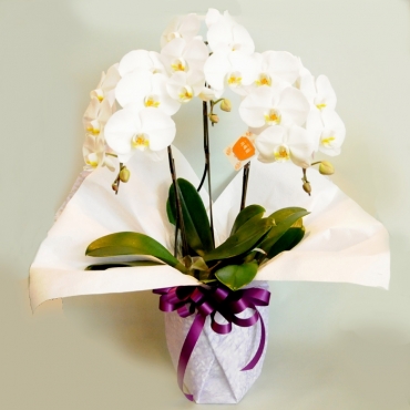 赤バラ100本の花束