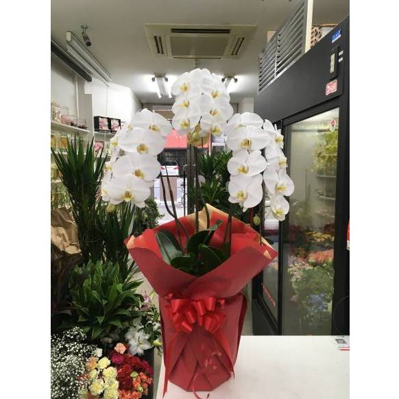【フローリストチョイス】オールラウンド・花束（エレガントレッド系 S）