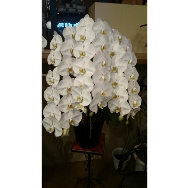 一般カテゴリー,胡蝶蘭　,花の店友楽園