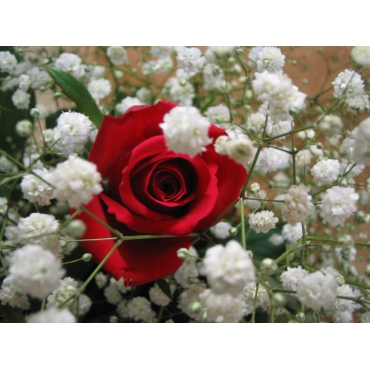 一般カテゴリー,赤バラとカスミソウの花束,花鶴