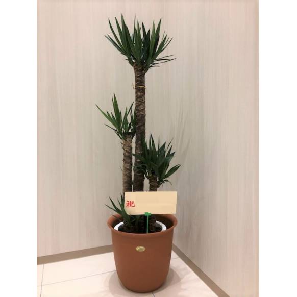 赤バラとカスミソウの花束