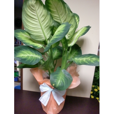 カミーラ 観葉植物 インターネット花キューピット フラワーギフト 手渡し