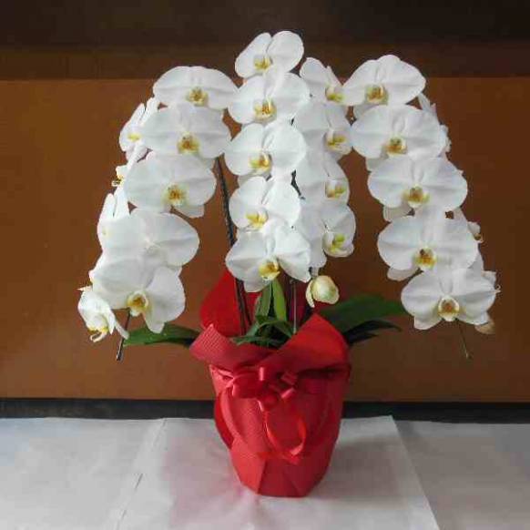 imgrc0104486889.jpg