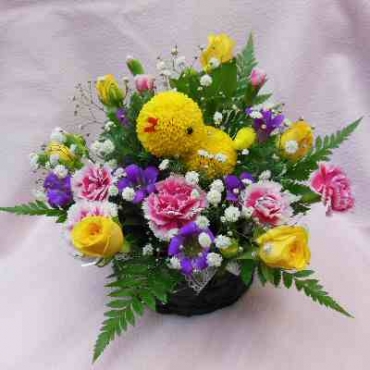 ぴんぽんヒヨコ一般カテゴリー