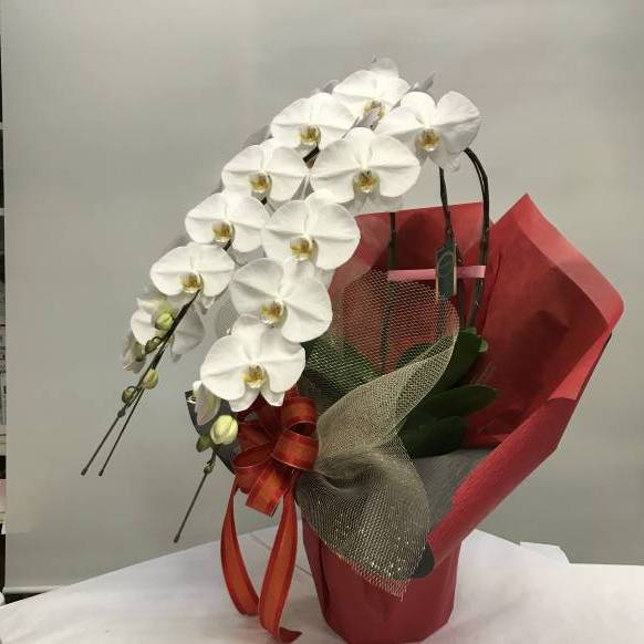 一般カテゴリー,胡蝶蘭白３本立 　４０輪,花工房　浪漫