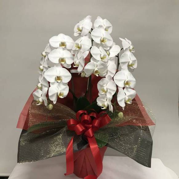 プロポーズに…108本の赤い薔薇の花束