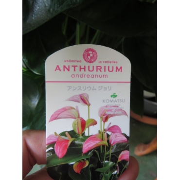 アンスリウム ジョリ ピンク 尺鉢 インターネット花キューピット フラワーギフト 手渡し アンスリウム ジョリ ピンク 尺鉢 インターネット花キューピット フラワーギフト 手渡し
