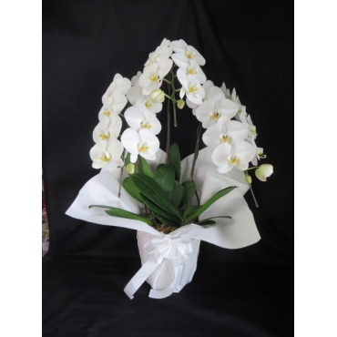 一般カテゴリー,お盆 胡蝶蘭・白・３F,花徳