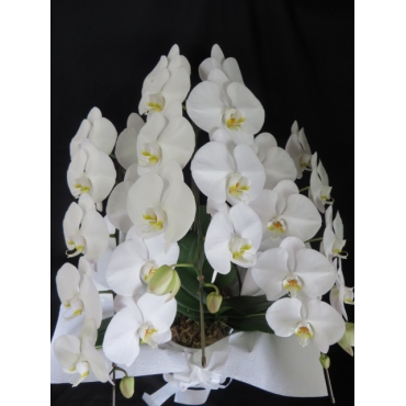 一般カテゴリー,お盆 胡蝶蘭・白・３F,花徳