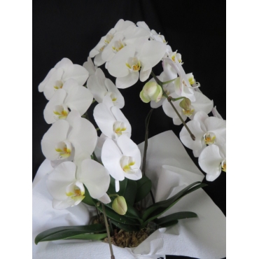 一般カテゴリー,お盆 胡蝶蘭・白・３F,花徳