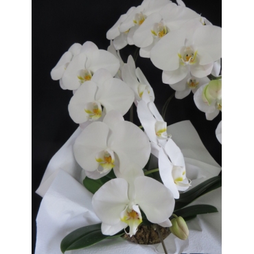 一般カテゴリー,お盆 胡蝶蘭・白・３F,花徳