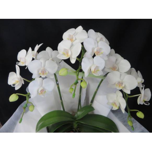 一般カテゴリー,ミニ胡蝶蘭・白・３F,花徳