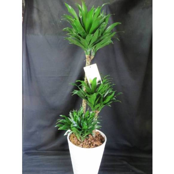 ドラセナ コンパクタ 観葉植物８寸 皿付 インターネット花キューピット フラワーギフト 手渡し