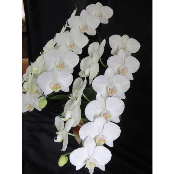 お取り寄せ オリジナルフラワー ミニ胡蝶蘭・白・3Fロング｜花