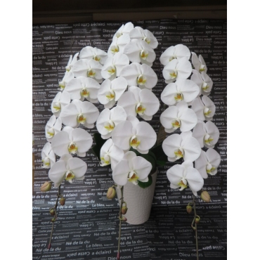 お盆 胡蝶蘭・白・３F