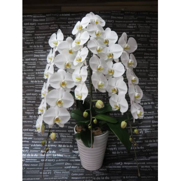 お取り寄せ オリジナルフラワー 胡蝶蘭・白・3Fロング｜花