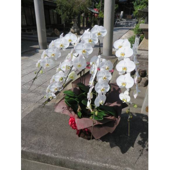 プリザーブドフラワー　 ＢＯＸ　赤色