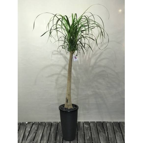 ポニーテール 8号 110cm 【公式通販】