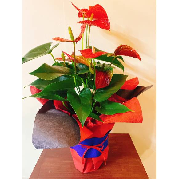 アンスリューム バンビーナレッド インターネット花キューピット お取り寄せフラワーギフト