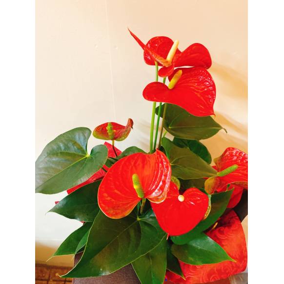 アンスリューム バンビーナレッド インターネット花キューピット お取り寄せフラワーギフト