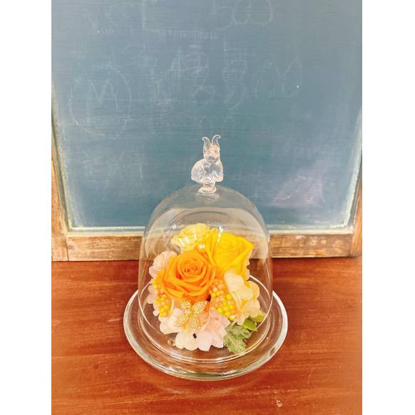 送料無料 ハイドロカルチャー チャメドレア インターネット花キューピット お取り寄せフラワーギフト