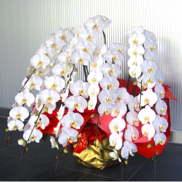 毎日入荷オンシジューム10本 胡蝶蘭1ケース12本〜14本入りの特別せット 胡蝶蘭 5本立ち白70輪以上 [313]の通販 | ヒカル・オーキッド