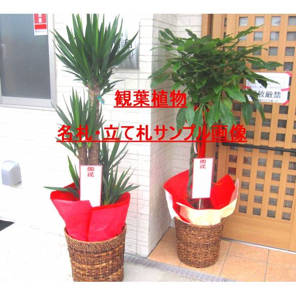 お祝い観葉植物《ユッカ(尺鉢)》/バスケット付｜インターネット花 ...