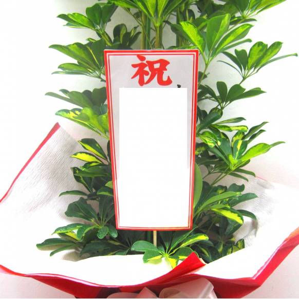 一般カテゴリー,お祝い観葉植物《カポック(尺鉢)》/ギフトラッピング付き ,花樹園