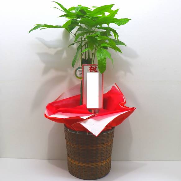 《お祝いに》観葉植物《パキラ》/バスケット付き一般カテゴリー