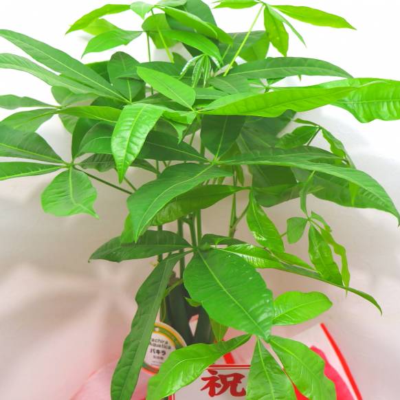 一般カテゴリー,《お祝いに》観葉植物《パキラ》/バスケット付き,花樹園