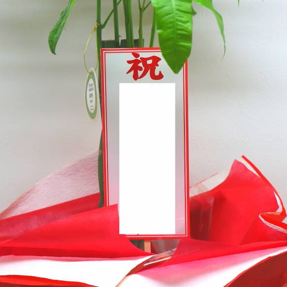 一般カテゴリー,《お祝いに》観葉植物《パキラ》/バスケット付き,花樹園