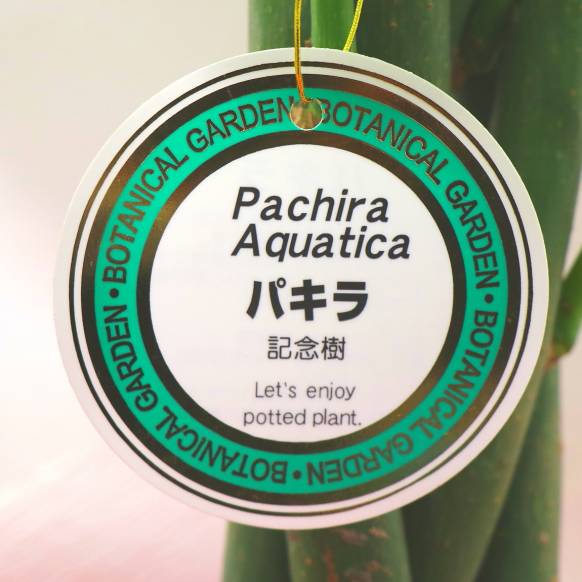 一般カテゴリー,《お祝いに》観葉植物《パキラ》/バスケット付き,花樹園