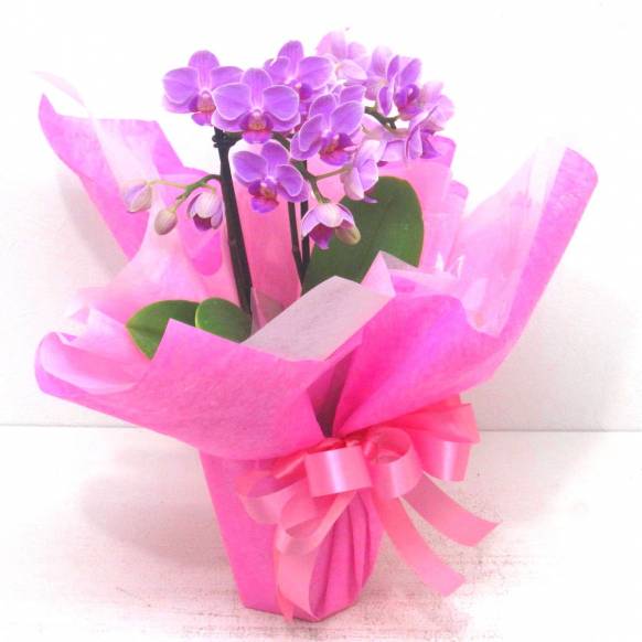 一般カテゴリー,《Phalaenopsis》Happy Pink/2FL,花樹園