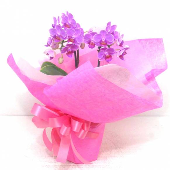 一般カテゴリー,《Phalaenopsis》Happy Pink/2FL,花樹園