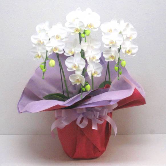 《Phalaenopsis》Amatrice/4FL 一般カテゴリー