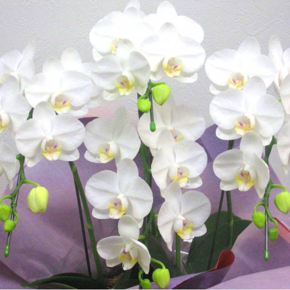 一般カテゴリー,《Phalaenopsis》Amatrice/4FL ,花樹園