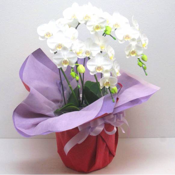 一般カテゴリー,《Phalaenopsis》Amatrice/4FL ,花樹園