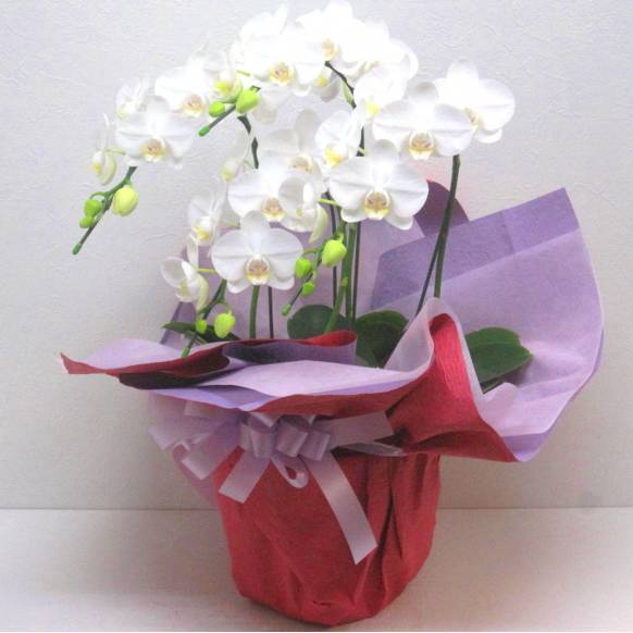 一般カテゴリー,《Phalaenopsis》Amatrice/4FL ,花樹園